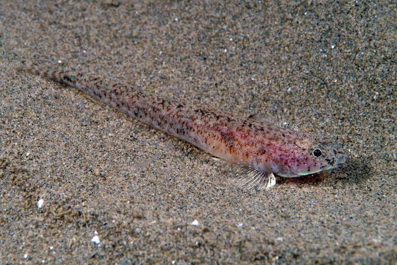 Pomatoschistus marmoratus (Ghiozzetto marmorato)